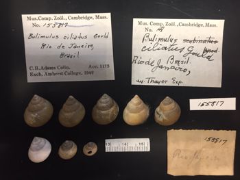 Media type: image; Malacology 155817 Description: Bulimulus cilliatus shells and labels;